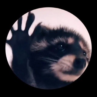 Логотип spin_raccoon