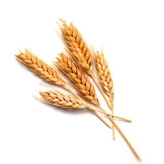 Логотип канала wheatsales