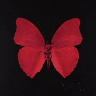 Логотип butterfly_wings0