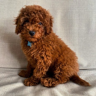 Логотип канала buddy_poodle