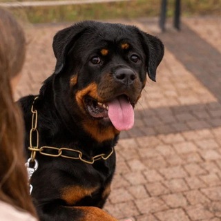 Логотип канала rottweilernikaaa