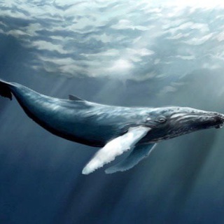 Логотип канала exersicebluewhale