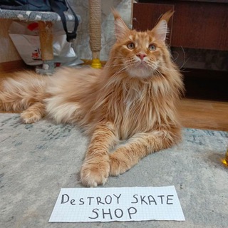 Логотип канала sk8destroymarket