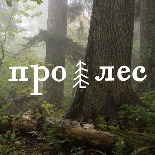 Логотип канала whyforest