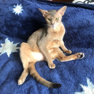 Логотип канала abyssinian_abyss