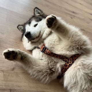 Логотип канала crispy_malamute