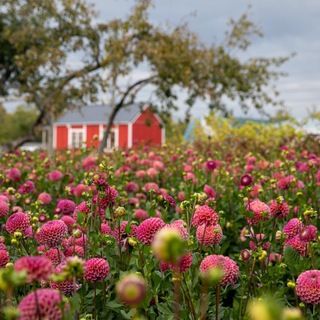 Логотип js_flowers_farm