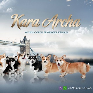 Логотип канала corgi_karaarcha