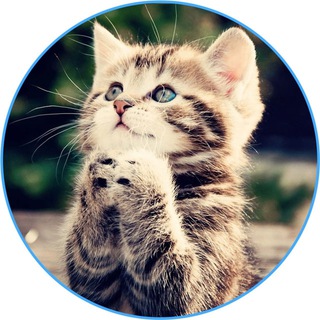 Логотип mi_animals