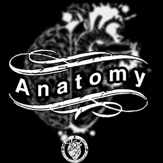 Логотип канала anatomy38