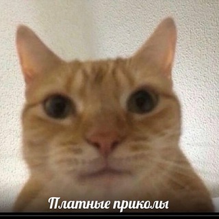 Логотип wdDqqMy9qO05YWJi