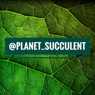 Логотип канала planet_succulent