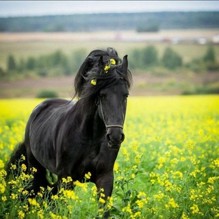 Логотип канала friesian_horses