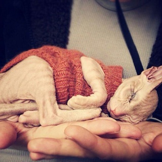 Логотип sphynxhe1p