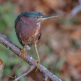 Логотип канала birdsaroundworld