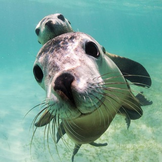 Логотип underseaworldd