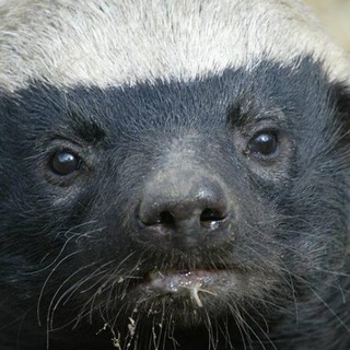 Логотип cherry_honey_badger