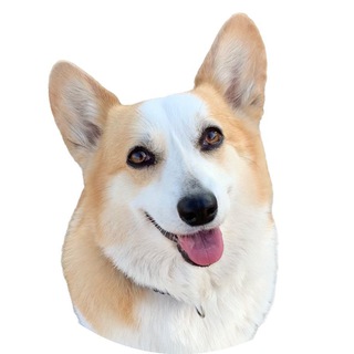 Логотип corgiusmle