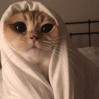 Логотип канала whiskaslapkidvalotka