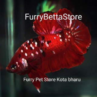 Логотип канала furrybettastore