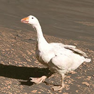 Логотип канала iraq_rusproj