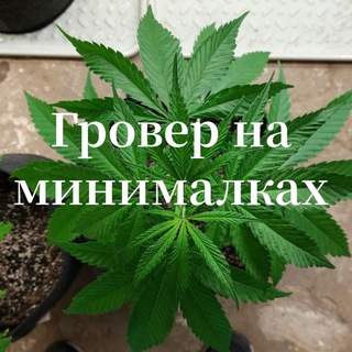 Логотип канала lowthcgrow