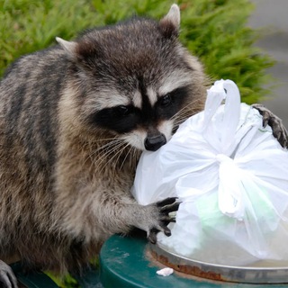 Логотип kozytrashbin