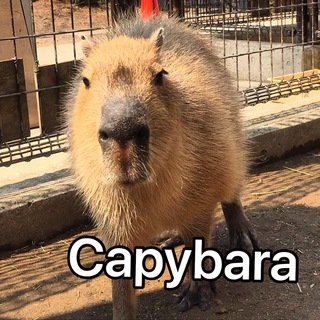 Логотип канала capybaras