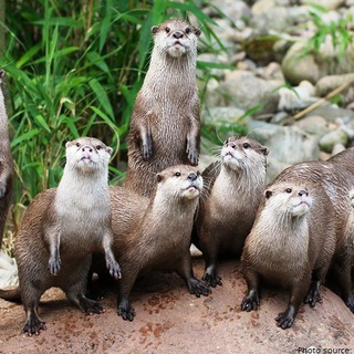 Логотип ottergang