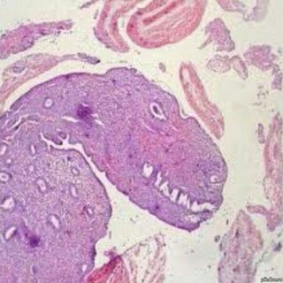 Логотип канала histology_chgma