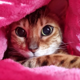 Логотип канала bengal_cat_nyanya