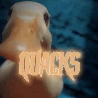 Логотип канала quacksstock