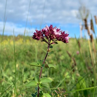 Логотип wildkraeuterkunde