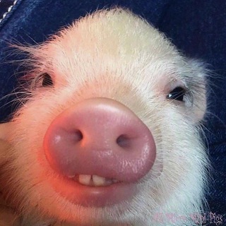 Логотип канала minipig_svinki