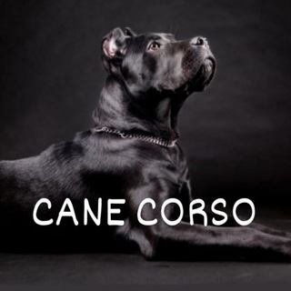 Логотип канала cane_corso