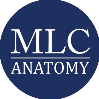 Логотип mlc_anatomy