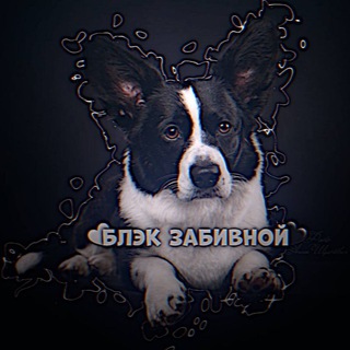 Логотип corgiblac