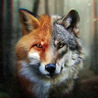 Логотип канала wolffox_bets