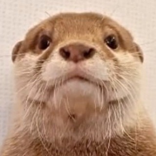 Логотип канала cuteotters