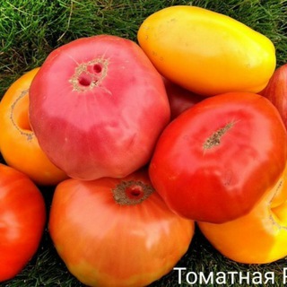 Логотип канала tomatpomidor