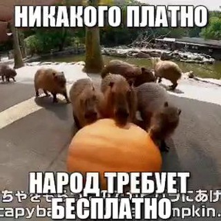 Логотип memes4mems