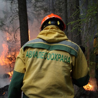 Логотип канала avialesookhrana