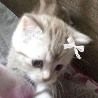 Логотип meowskii