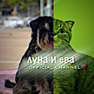 Логотип канала agroo_dogs