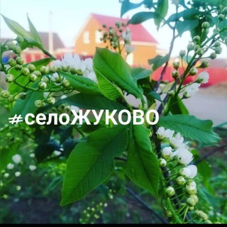 Логотип канала selo_zhukovo