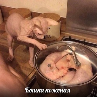 Логотип nocatnoskin