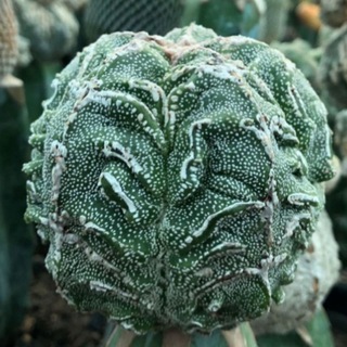 Логотип канала cactus_name