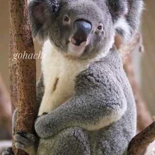 Логотип канала love_koalas