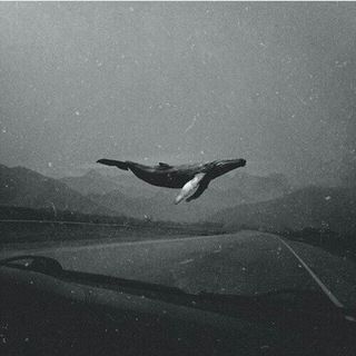 Логотип канала the_story_of_the_loneliest_whale
