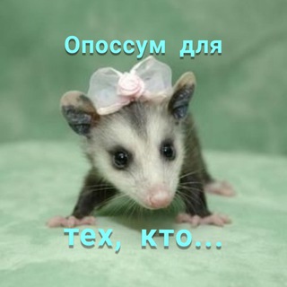 Логотип канала kind_opossum